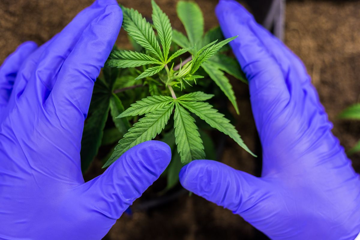 Planting Autoflowering Cannabis
