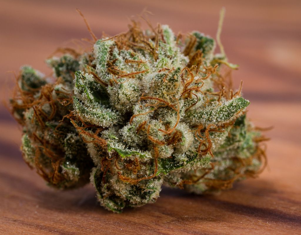 Lambs Breath Autoflower Buds