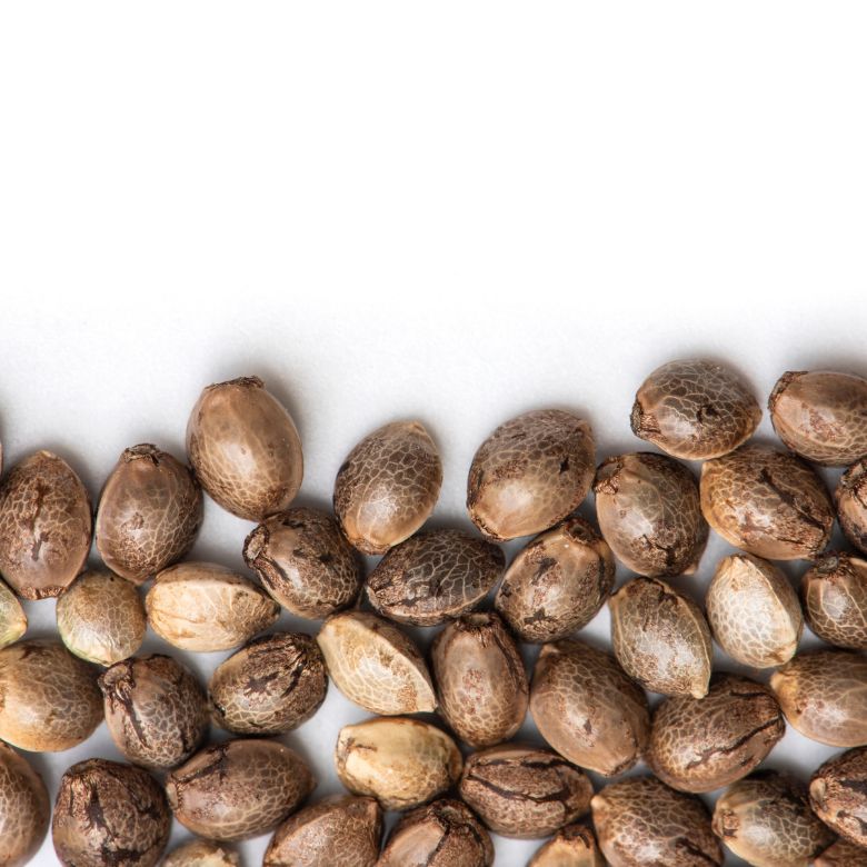 Autoflowering Indica Grow Kits