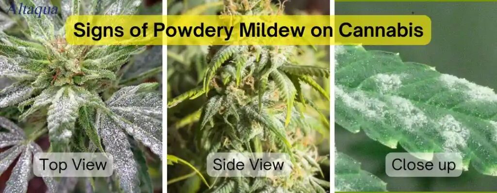 visual signs of powdery mildew